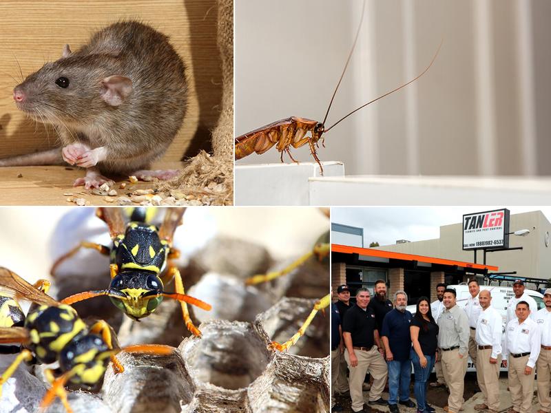 Tanler Termite and Pest Control