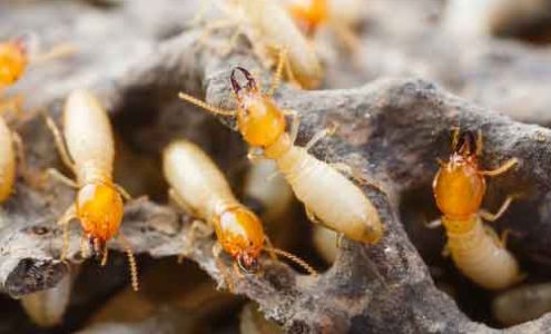 Escalera Pest Control 2290 Eastman Ave # 103, Ventura California 93003