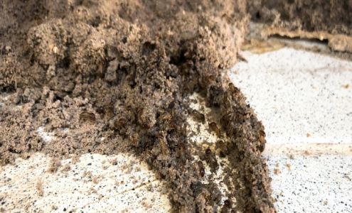 Riverside Termite Removal Experts