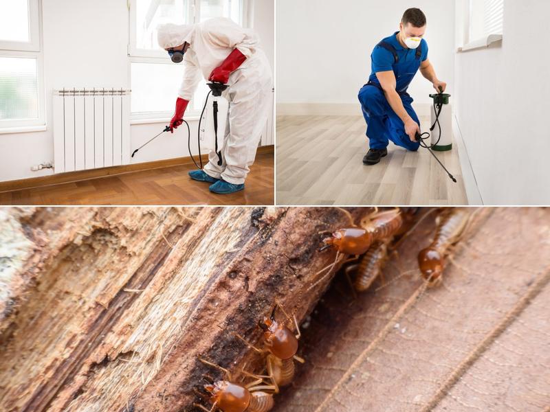 Total Dezinfect - pest control