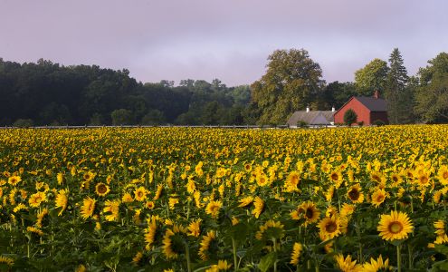 Michael Diggin Real Estate Agent