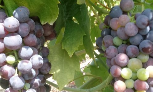 TNT Pest Control 22515 El Camino Real, Santa Margarita California 93453