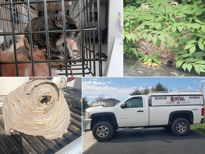 Royal Termite Control, Inc