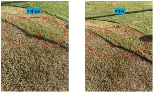 LawnStarter Lawn Care Service