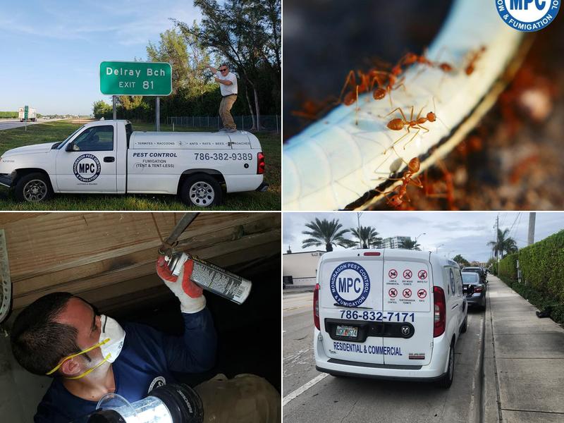 MONDRAGON Pest Control