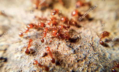 Central Florida Pest Control 12810 Ellen Rd, Dade City Florida 33525