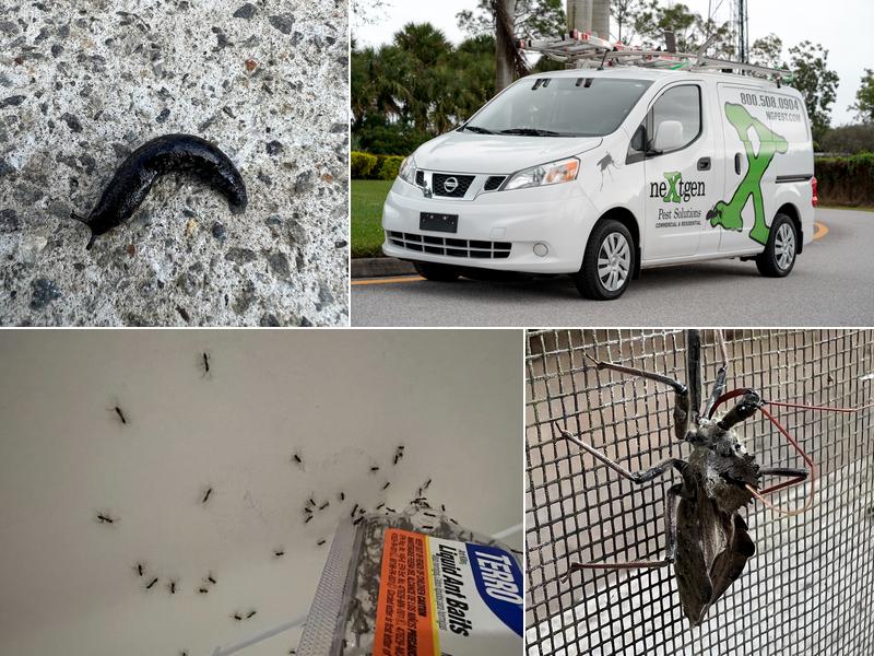 Nextgen Pest Solutions