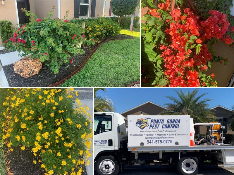 Punta Gorda Pest Control