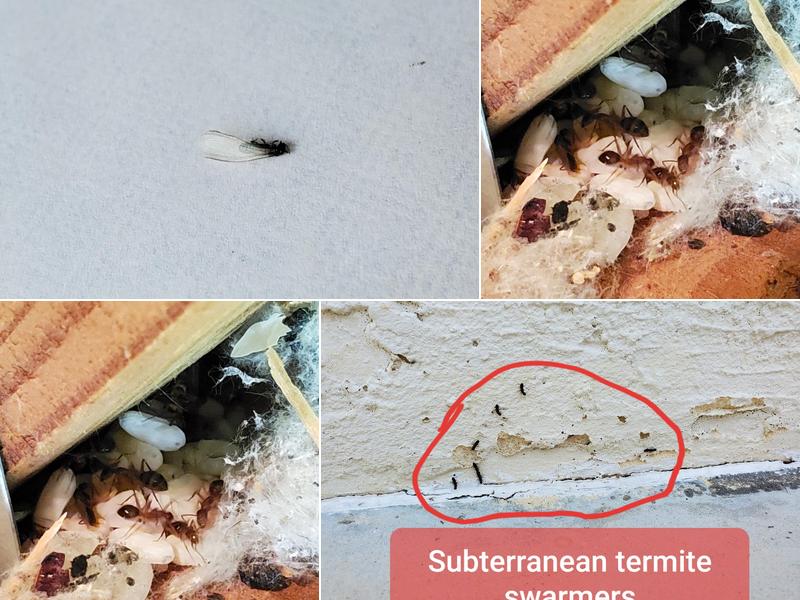 M Squared Pest Control