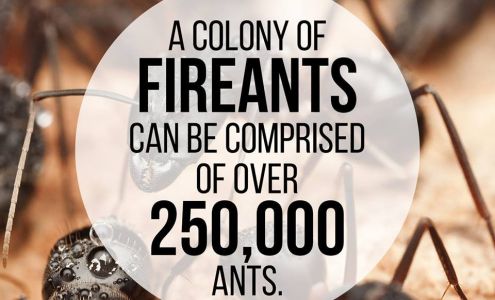 Palm Pest Control Services & Dryer Vent Cleaning And Chimney Inspection Of FL Dr, Sarasota Florida 34236