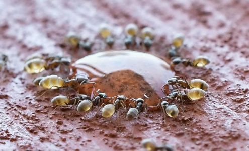 NuHEXA Modern Pest Solutions 3801 Avalon Park E Blvd Ste 200, Orlando Florida 32828