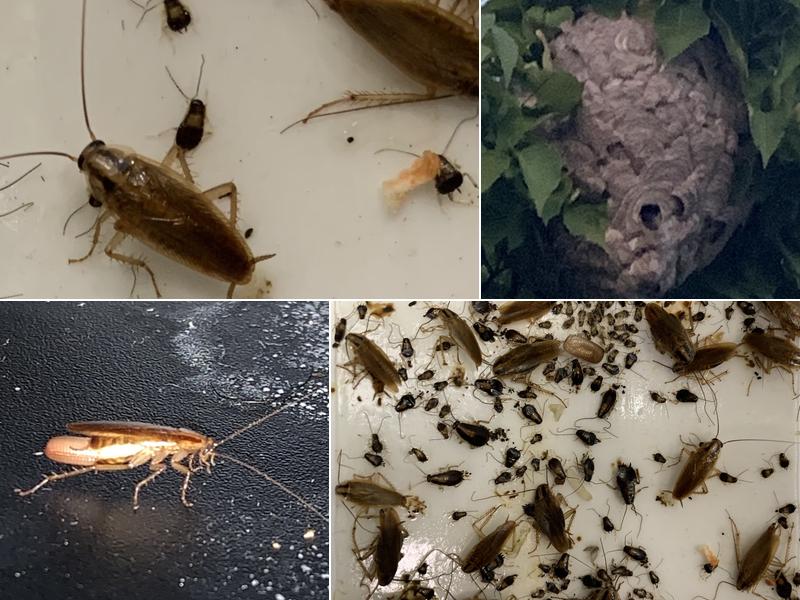 Excellent Pest Control