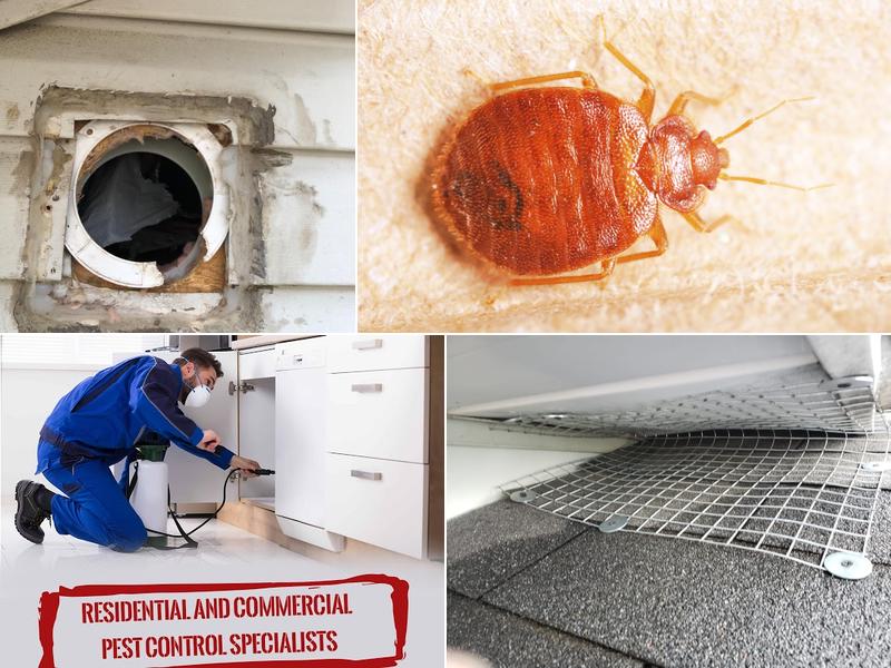 Acme Pest Solutions (Brampton)