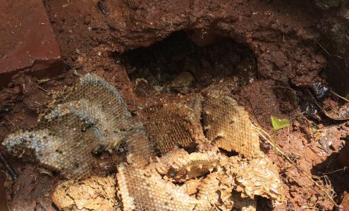 Global Pest Management-Suwanee 4296 Old Suwanee Rd Suite 13, Buford Georgia 30518