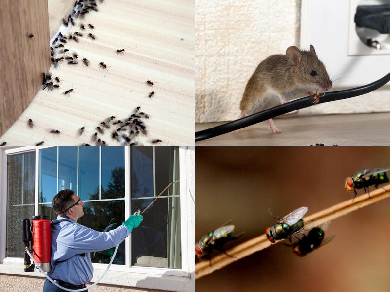 Museum City Pest Control Solutions