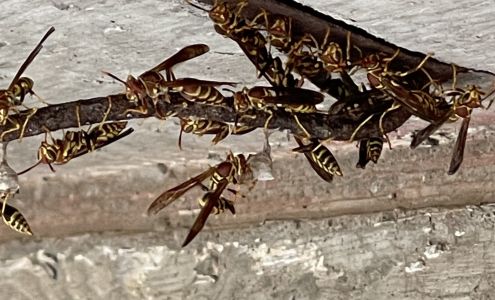 D & H Services 51 Meadows Ln, Senoia Georgia 30276