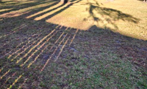 Morales lawn care tree work