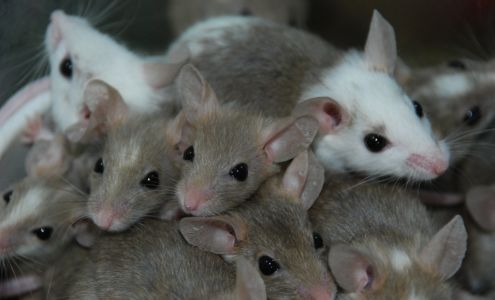 Forsyth Exterminating 203 E Main St, Cumming Georgia 30040