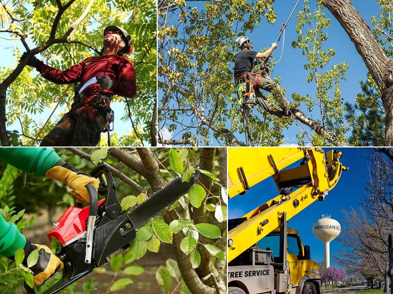EZ Tree Services Boise