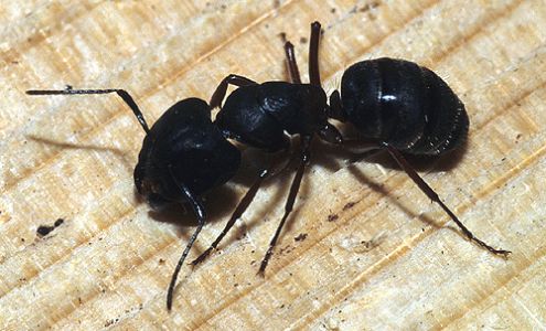 Northern States Pest Control