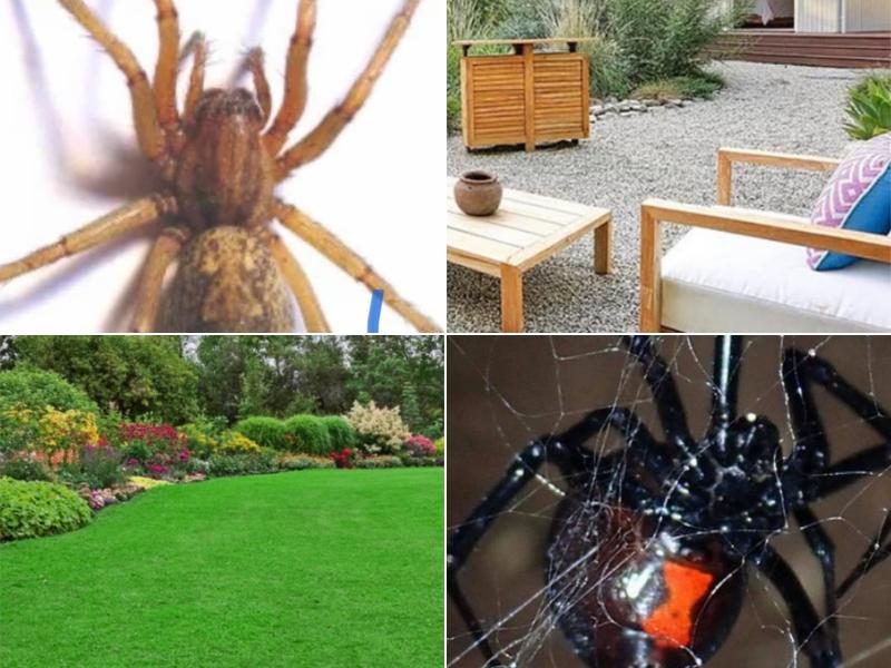 Mica Peak Spraying and Pest Control