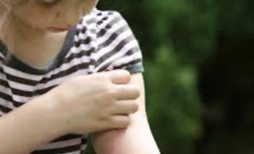 D & B Termite & Pest Control