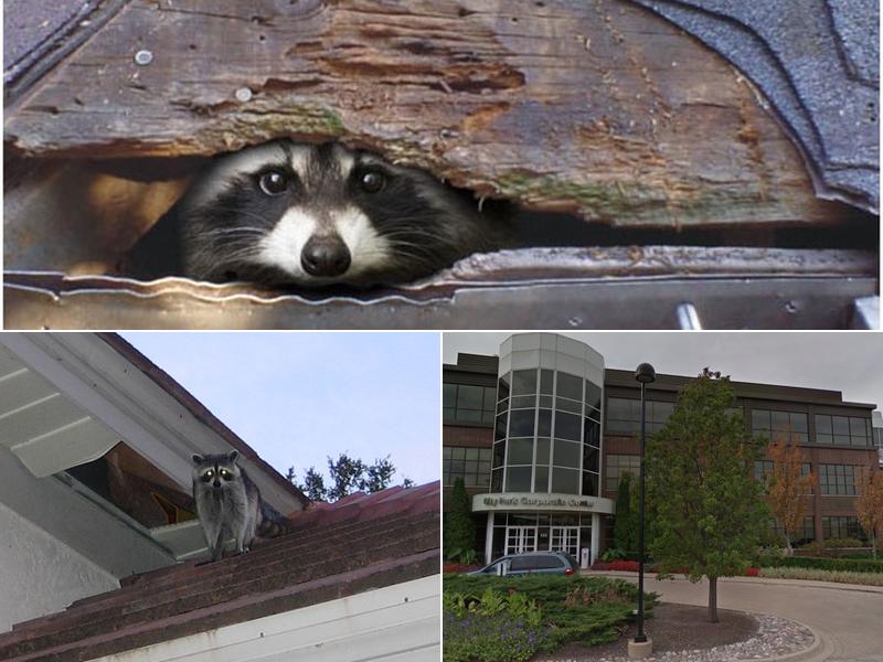 Christopher Pest Management