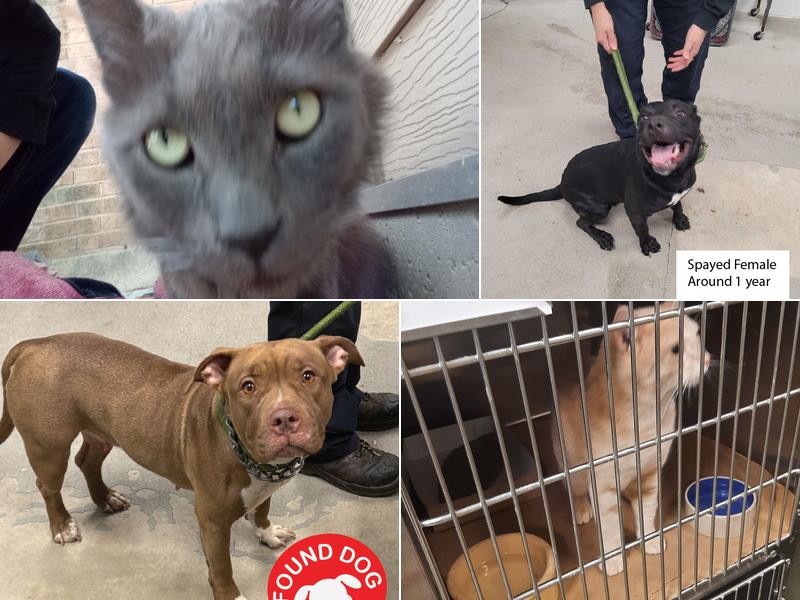 Champaign Animal Services Facility