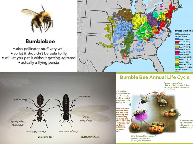 P3-Precision Pest Professionals