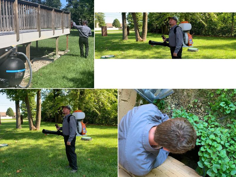 Black Widow Pest Control