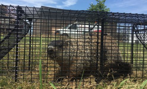 Southwest Michigan Wildlife Removal 38772 W Red Arrow Hwy, Paw Paw Michigan 49079