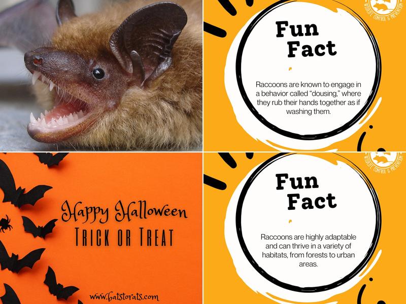 Bats to Rats LLC - Wildlife Control and Prevention