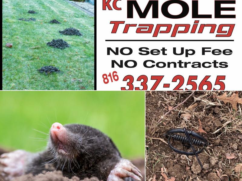 KC Mole Trapping