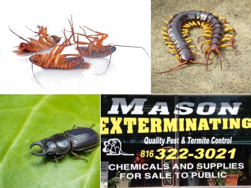 Mason Exterminating