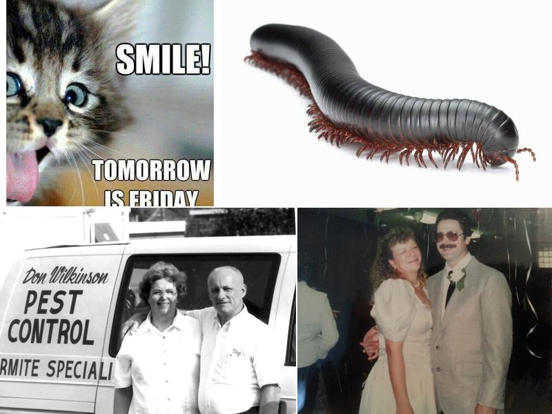 Don Wilkinson Pest Control LLC