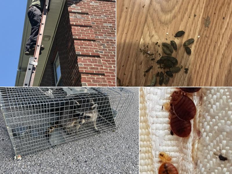 Family Pest And Wildlife