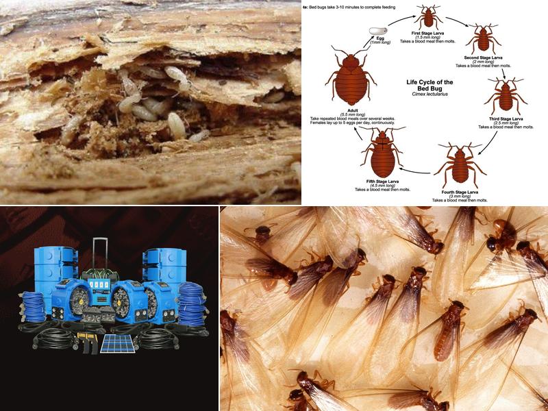 Freedom Termite and Pest Control