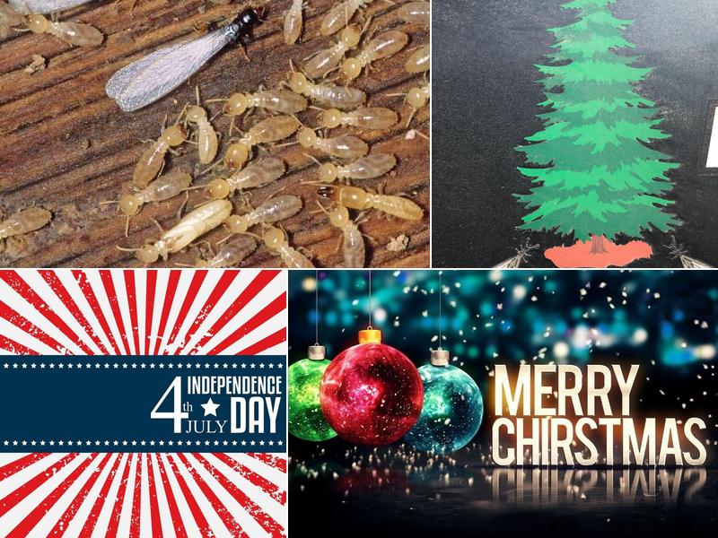 Lonesome Pine Exterminating