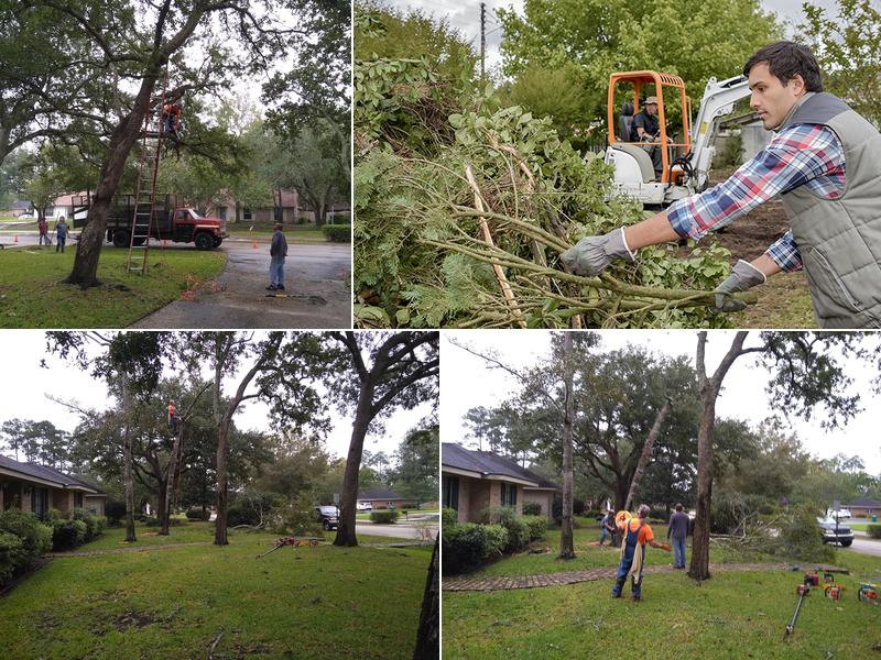 Professional Tree Service, LLC