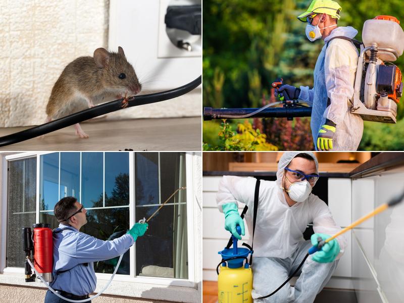 Boomtown Pest Control Solutions