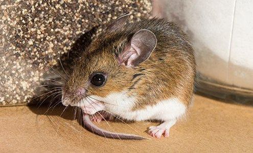 P.W.I Pest Solutions 2 Union St, Waterville Maine 04901