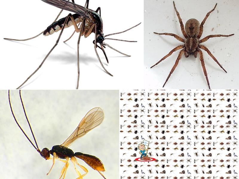 A1 Exterminators | Pest Control Solutions