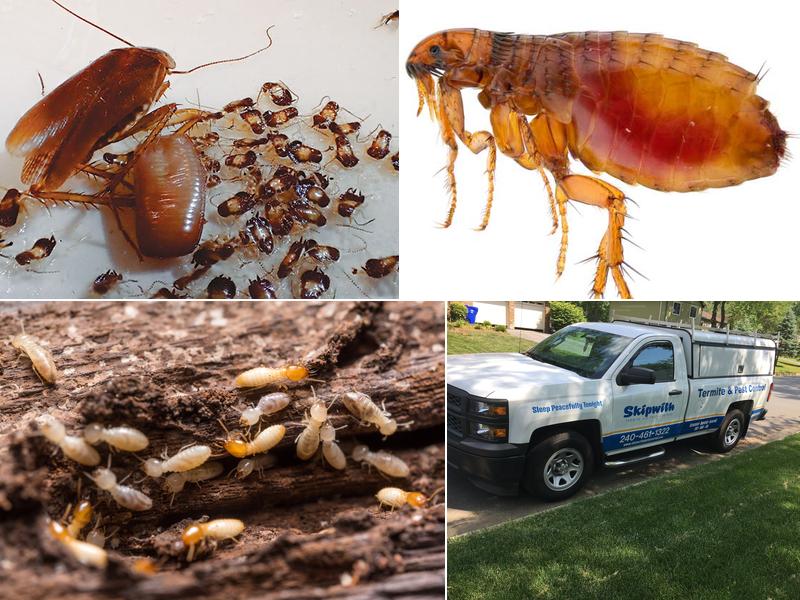 Skipwith Pest Control