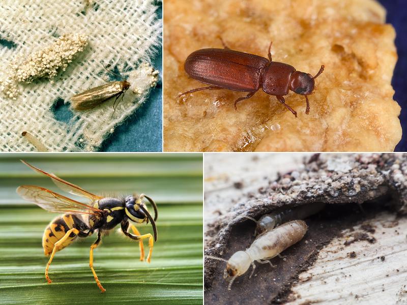 Evict Pest Solutions, LLC