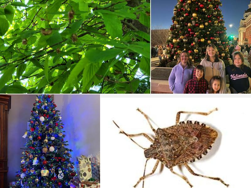 American Pest Control