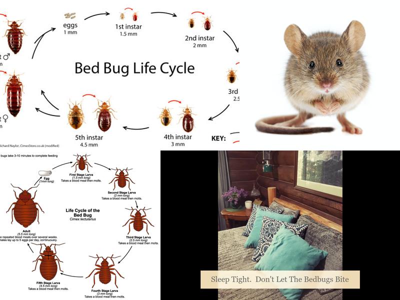 North Shore Services