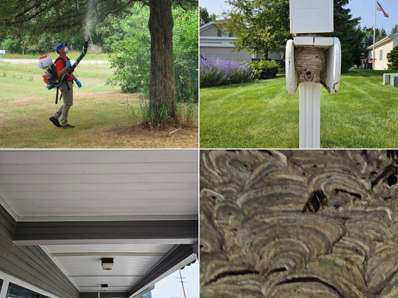 Got'em Wasp & Hornet Removal