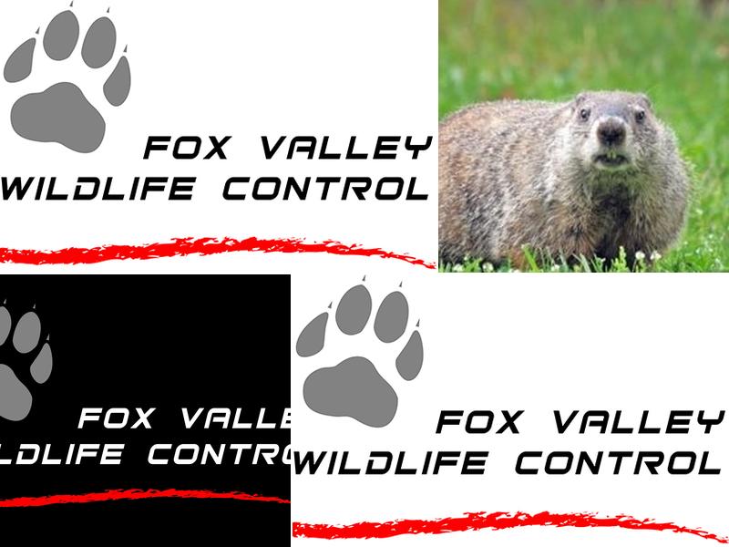 Fox Valley Wildlife Control