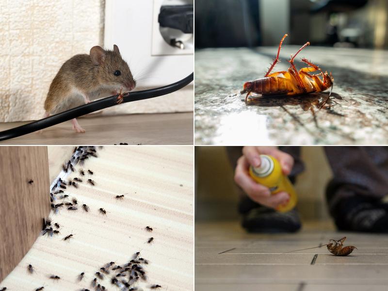 Lansing Pest Control Solutions