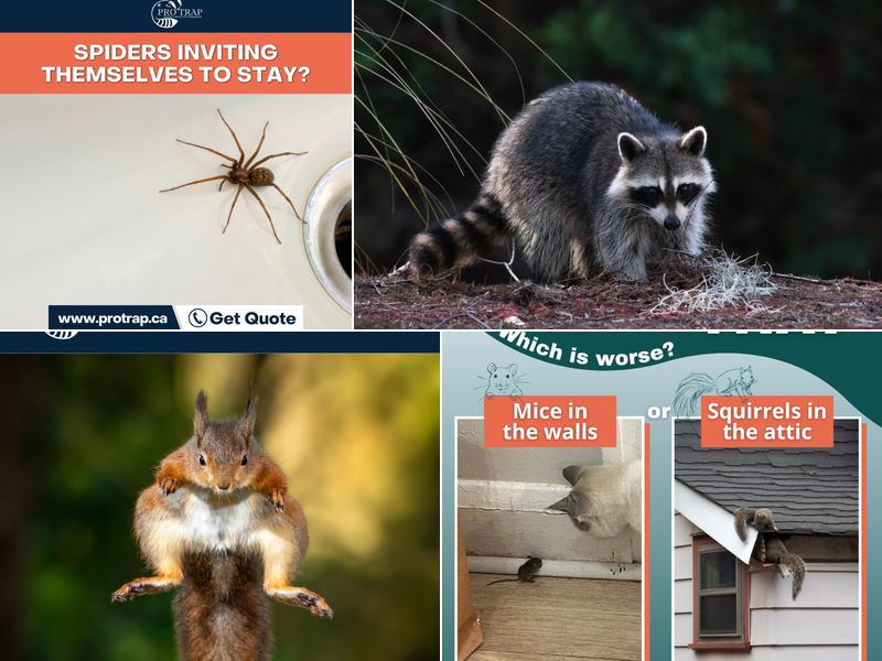 Pro Trap Wildlife & Pest Control